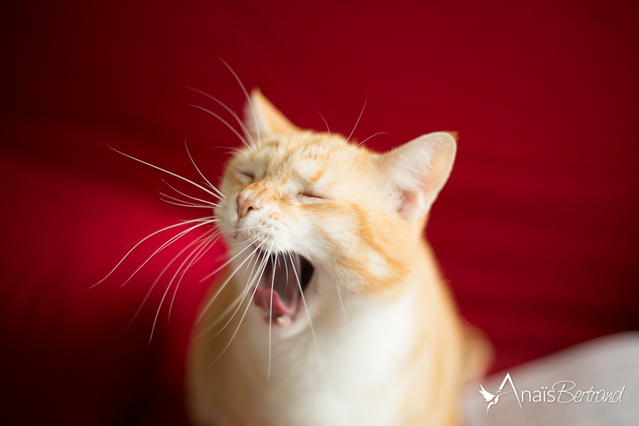 séance naissance - chat - animaux de compagnie - Anais Bertrand photographe Toulouse